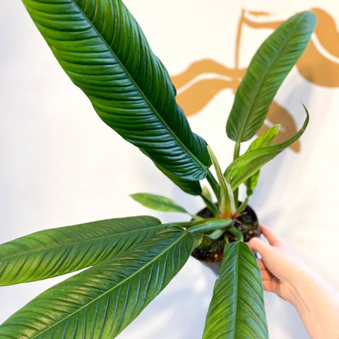 philodendron lynette care Philodendron campii 'Lynette' – Sprouts of Bristol