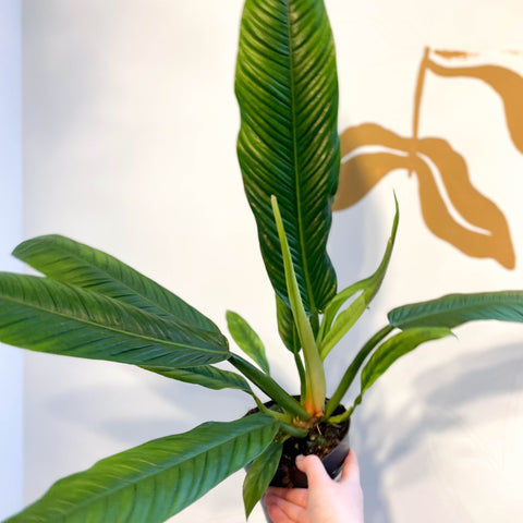 peace lily philodendron Philodendron campii 'Lynette' – Sprouts of Bristol