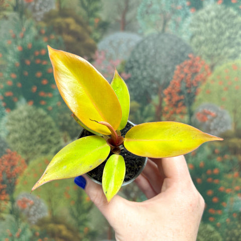 philodendron blüte Philodendron 'Cherry Red' – Sprouts of Bristol