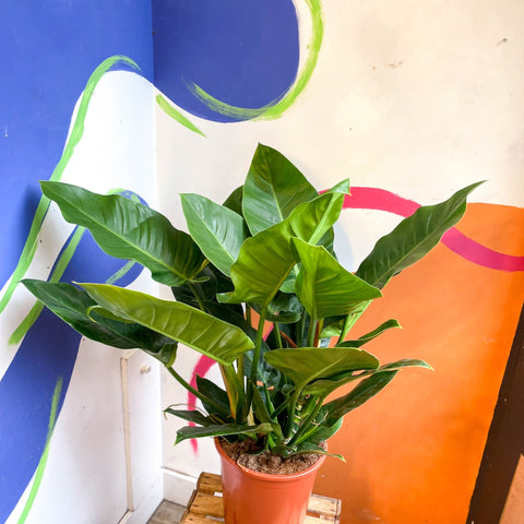 philodendron erubescens nombre común Philodendron erubescens 'Verde Imperial' – Sprouts of Bristol