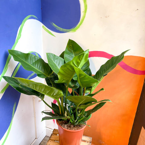 philodendron erubescens imperial green Philodendron erubescens 'Imperial Green' – Sprouts of Bristol