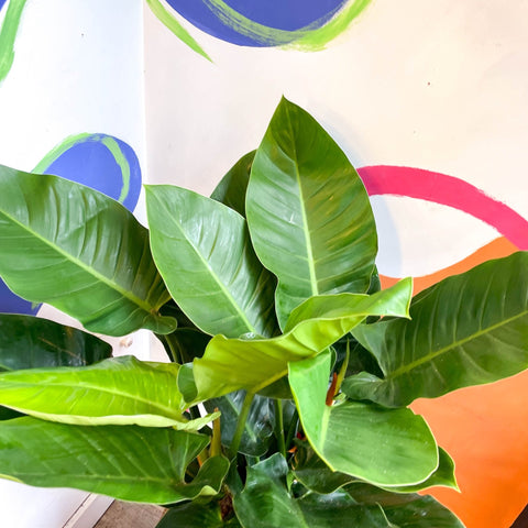 philodendron erubescens green Philodendron erubescens 'Imperial Green' – Sprouts of Bristol