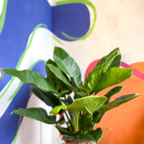 philodendron erubescens nombre común Philodendron erubescens 'Verde Imperial' – Sprouts of Bristol