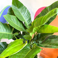 Philodendron erubescens 'Imperial Green' - Sprouts of Bristol