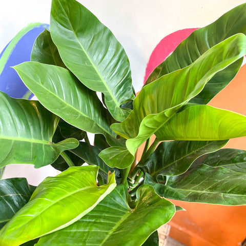 Philodendron erubescens 'Imperial Green' - Sprouts of Bristol