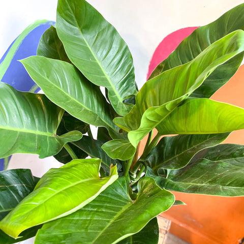 Philodendron erubescens 'Imperial Green' - Sprouts of Bristol