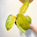 Philodendron erubescens 'Painted Lady' - Sprouts of Bristol