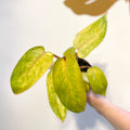 Philodendron erubescens 'Painted Lady' - Sprouts of Bristol