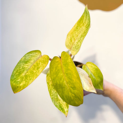 philodendron painted lady uk Philodendron erubescens 'Painted Lady' – Sprouts of Bristol
