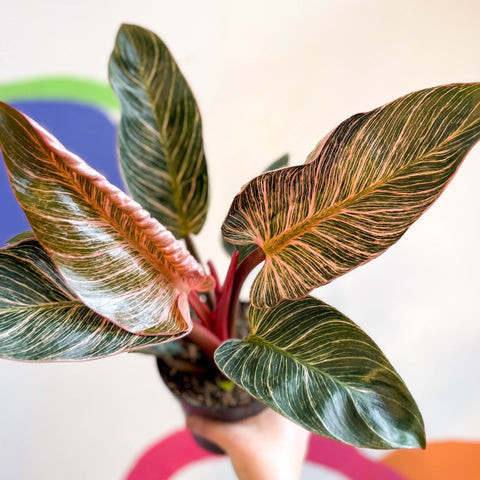 philodendron pink bikini Philodendron erubescens 'Pink Bikini' – Sprouts of Bristol