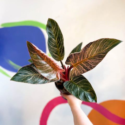 philodendron pink bikini care Philodendron erubescens 'Pink Bikini' – Sprouts of Bristol