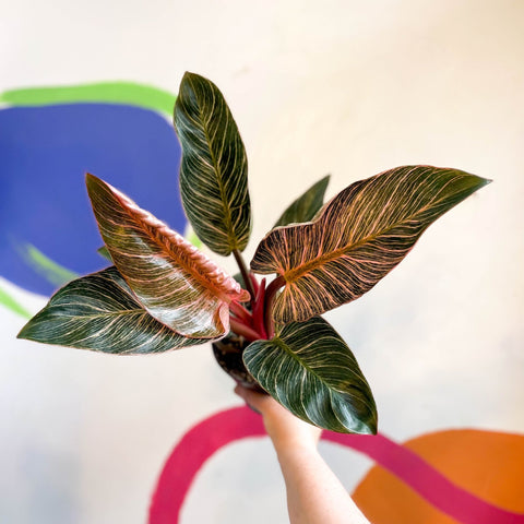 philodendron bikini Philodendron erubescens 'Pink Bikini' – Sprouts of Bristol