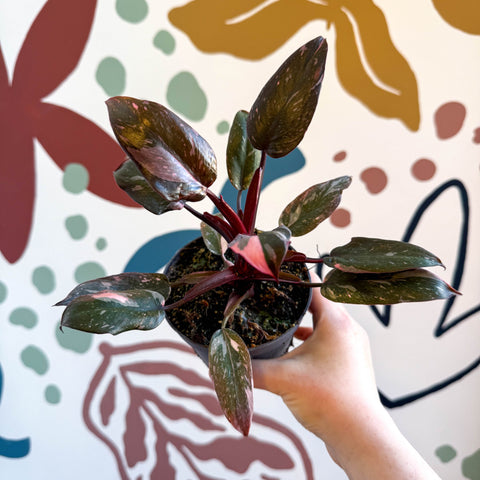 philodendron pink princess seeds uk Philodendron erubescens 'Pink Princess Marble' – Sprouts of Bristol