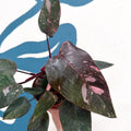 Philodendron erubescens 'Pink Princess Marble' - Sprouts of Bristol