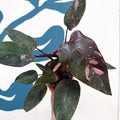Philodendron erubescens 'Pink Princess Marble' - Sprouts of Bristol