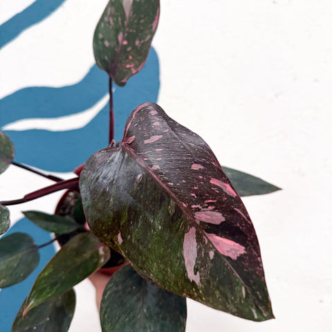 Philodendron erubescens 'Pink Princess Marble' - Sprouts of Bristol