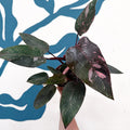Philodendron erubescens 'Pink Princess Marble' - Sprouts of Bristol
