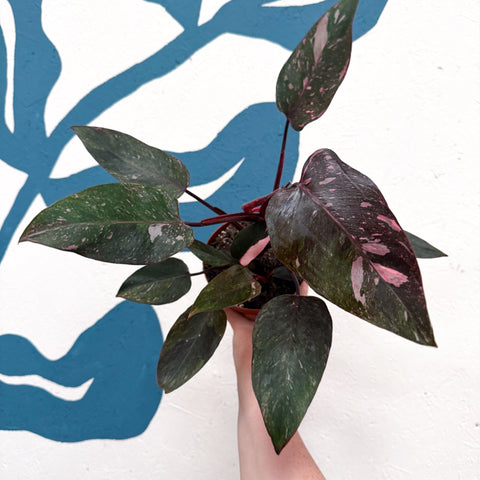 Philodendron erubescens 'Pink Princess Marble' - Sprouts of Bristol