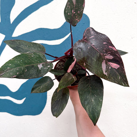 Philodendron erubescens 'Pink Princess Marble' - Sprouts of Bristol