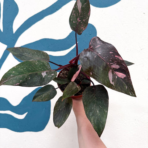 Philodendron erubescens 'Pink Princess Marble' - Sprouts of Bristol