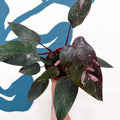 Philodendron erubescens 'Pink Princess Marble' - Sprouts of Bristol