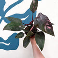 Philodendron erubescens 'Pink Princess Marble' - Sprouts of Bristol