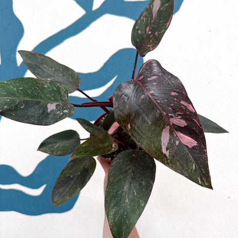 Philodendron erubescens 'Pink Princess Marble' - Sprouts of Bristol