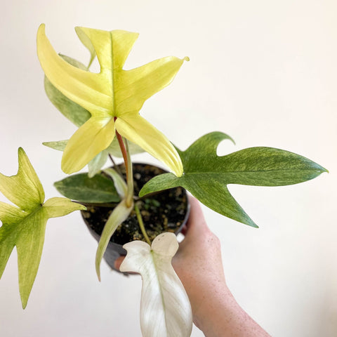 Philodendron 'Florida Ghost' - Sprouts of Bristol