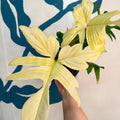 Philodendron 'Florida Ghost' - Sprouts of Bristol