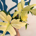 Philodendron 'Florida Ghost' - Sprouts of Bristol