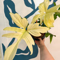 Philodendron 'Florida Ghost' - Sprouts of Bristol