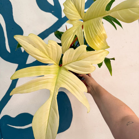 Philodendron 'Florida Ghost' - Sprouts of Bristol