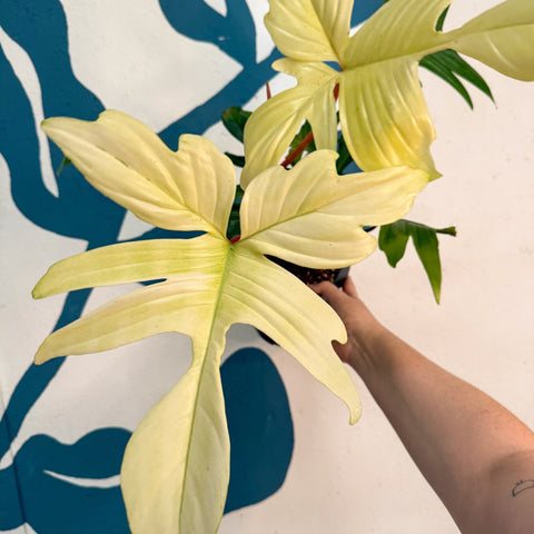 Philodendron 'Florida Ghost' - Sprouts of Bristol
