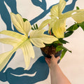 Philodendron 'Florida Ghost' - Sprouts of Bristol