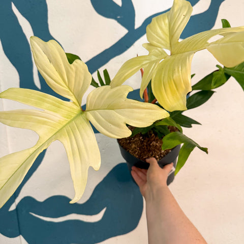 Philodendron 'Florida Ghost' - Sprouts of Bristol