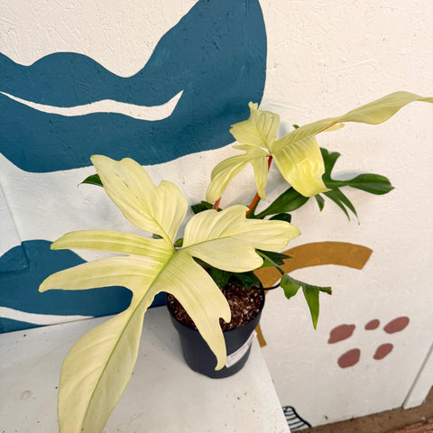 Philodendron 'Florida Ghost' - Sprouts of Bristol