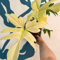 Philodendron 'Florida Ghost' - Sprouts of Bristol