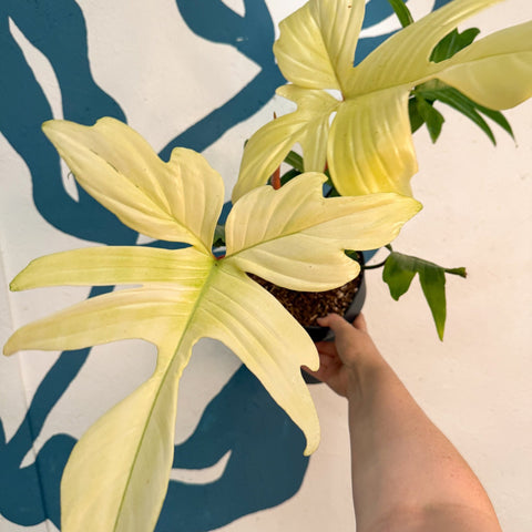 Philodendron 'Florida Ghost' - Sprouts of Bristol