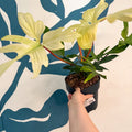 Philodendron 'Florida Ghost' - Sprouts of Bristol