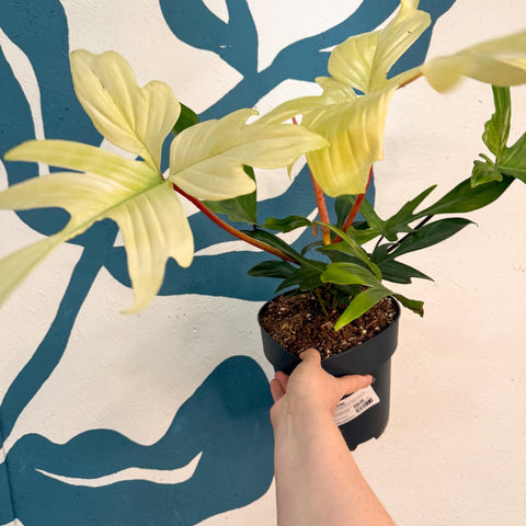 Philodendron 'Florida Ghost' - Sprouts of Bristol