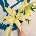 Philodendron 'Florida Ghost' - Sprouts of Bristol