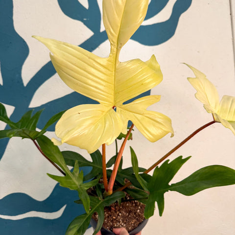 Philodendron 'Florida Ghost' - Sprouts of Bristol