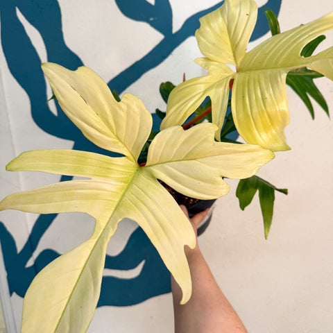 Philodendron 'Florida Ghost' - Sprouts of Bristol