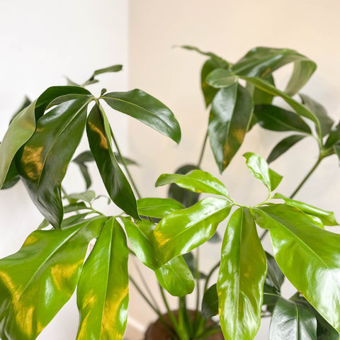 Philodendron goeldii 'Fun Bun' - Thaumatophyllum spruceanum - Sprouts of Bristol