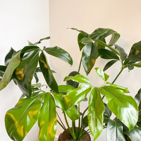 philodendron goeldii thaumatophyllum spruceanum Philodendron goeldii 'Fun Bun'