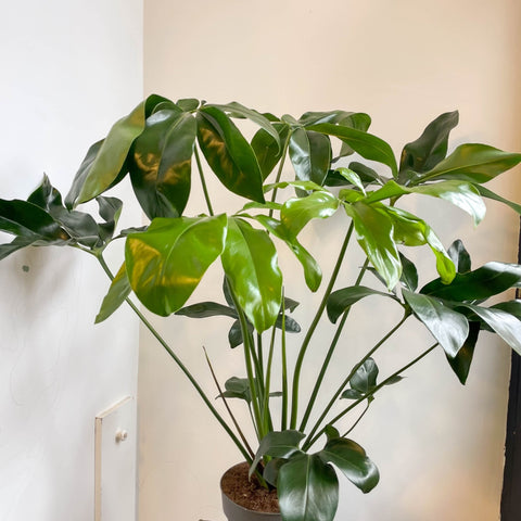 philodendron goeldii uk Philodendron goeldii 'Fun Bun'