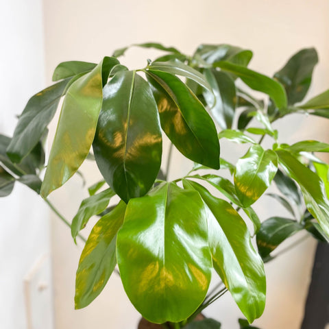 philodendron goeldii uk Philodendron goeldii 'Fun Bun'