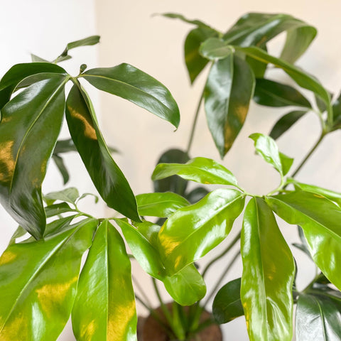 Philodendron goeldii 'Fun Bun' - Thaumatophyllum spruceanum - Sprouts of Bristol