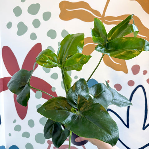 philodendron goeldii uk Philodendron goeldii 'Fun Bun'