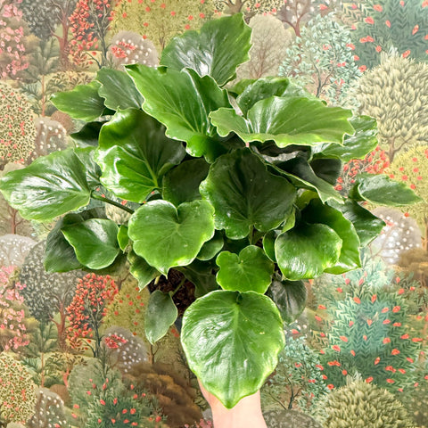 philodendron gracile Philodendron 'Grizzly' – Sprouts of Bristol